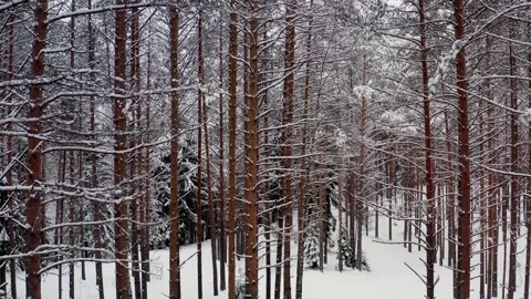 Drone tilt up shot of pine trees forest in snow, road in the forest 動画素材 146409857