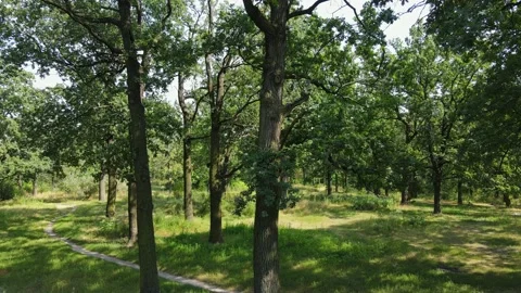 Drone tilt view of green forest with High-angle shot of tree top at the end. Stock Footage 144216570