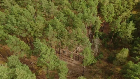 Drone tilting down above pine forest Stock Footage 333544972