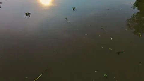 Drone tilting down to alluvial water surface with water hyacinths Stock Footage 337529082
