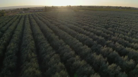 Drone Tilting Down High Over Rows Of Lush Olive Grove In Arizona 4K 30FPS Stock Footage 273938092