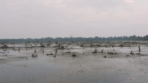 Drone Timelapse Lake with old trees sticking out of the water in Cambodia near Stock Footage 118545614