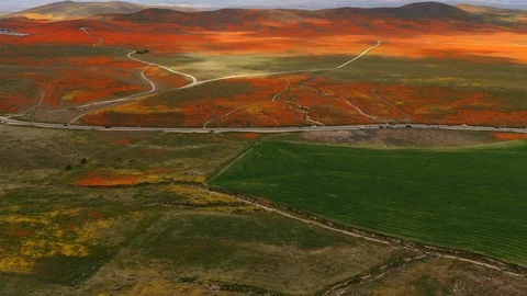 Drone timelapse over poppy fields Stock Footage 114299023