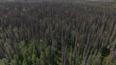 Drone Titling up from Beetle Killed Spruce Trees 動画素材 294263598
