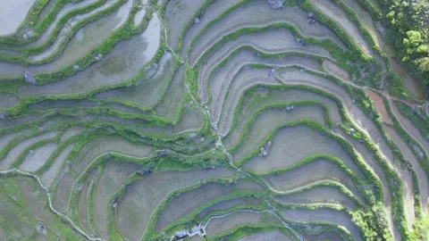 Drone Top Down Ascending View Over Yunhe Rice Terraces Zhejiang Stock Footage 331405573