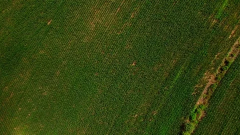 Drone top down of colorful green country side scene corn field in Appalachi.. Stock Footage 291571661