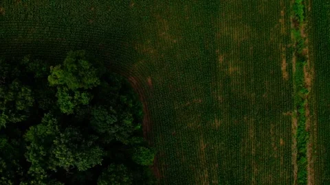 Drone top down of colorful green country side scene corn field in Appalachi.. Stock Footage 291572180