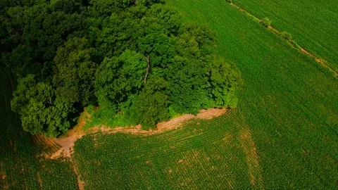 Drone top down of colorful green country side scene corn field in Appalachi.. 動画素材 291574385