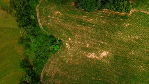 Drone top down of colorful green country side scene corn field in Appalachi.. Stock Footage 291586487