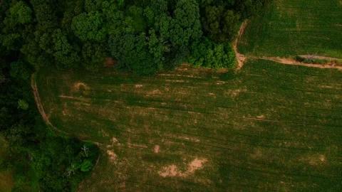Drone top down of colorful green country side scene corn field in Appalachi.. Stock Footage 291586492