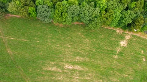 Drone top down of colorful green country side scene corn field in Appalachi.. 스톡 동영상 291586496