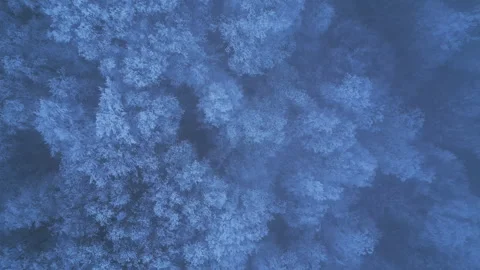 Drone top-down descending shot of winter forest through fog 스톡 동영상 316214079