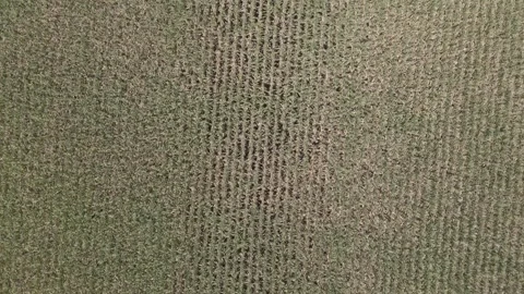 Drone Top-Down Flight Over Cornfield Rows in Iowa Farmland – 4K Video stock 315976386