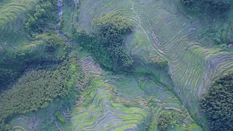 Drone Top Down Flight Over Water Filled Yunhe Rice Terraces Stock Footage 331347100