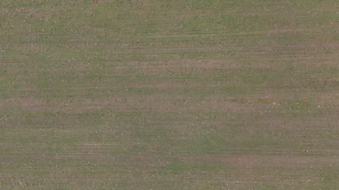 Drone Top Down Flying Forward Over Vast Green And Brown Agricultural Field Stock Footage 330750822