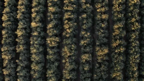 Drone Top Down Flying Over Rows Of Olive Grove Arizona 4K 30FPS Stock Footage 273938119