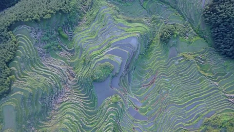 Drone Top Down Forward Flight Over Curved Yunhe Rice Terraces Stock Footage 331347539
