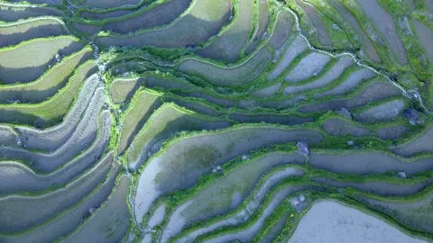 Drone Top Down Forward Flight Over Yunhe Rice Terraces Zhejiang China Video stock 331348771