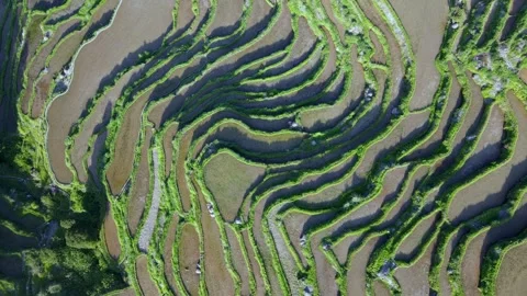 Drone Top Down Forward Flight Over Yunhe Rice Terraces Landscape Video stock 331348879