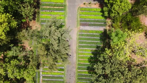 Drone Top-Down Forward Flight Over Organized Agricultural Nursery Beds and T Stock Footage 338066065