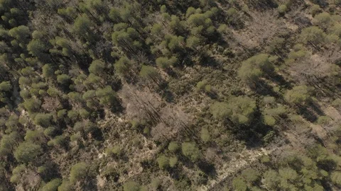 Drone Top Down Light Pine Forest Stock Footage 103378368