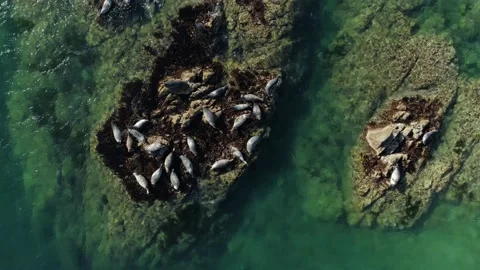 Drone top down roost group seals, sea lions calf lie on rocks group Baikal Stock Footage 145767105