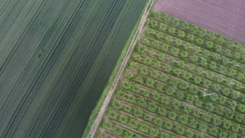 Drone top down rotation shot of abstract green crop fields near Silistra Stock Footage 242522294