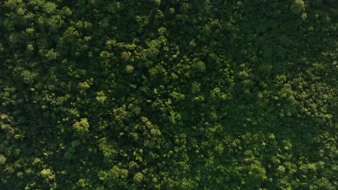 Drone top down shot bird eye view of tro... | Stock Video | Pond5