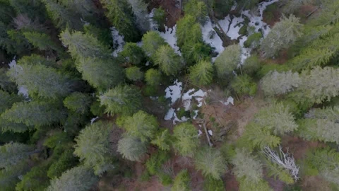 Drone top down shot of pine trees in Switzerland Stock Footage 132908018