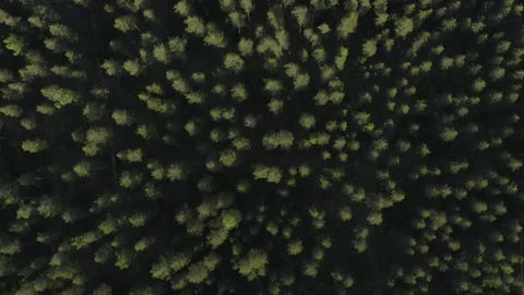 Drone top down shot of trees in a coniferous forest. Flying forward. Stock Footage 135830544