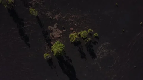 Drone top down shot of trees 스톡 동영상 163604708