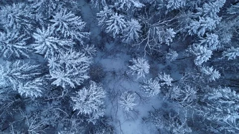 Drone top down snowy winter pine tree spruce forest natural wilderness landscape Stock-Footage 136227738
