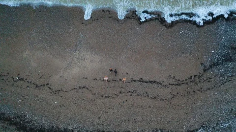 Drone top down tracking shot of swimmers running into the sea Stock Footage 128021178