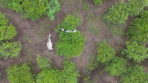 Drone Top-Down Tracking Shot of Goats Grazing in Highland Tea Estate Sri Lanka Stock Footage 318408275