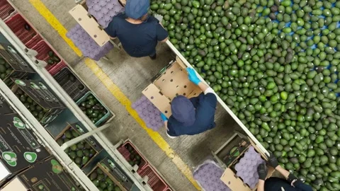 DRONE: TOP-DOWN VIEW OF AVOCADO PACKING HOUSE WITH WOMEN HANDPICKING AVOCADOS Video stock 321866440