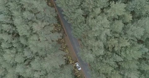 Drone top down view of a beautiful forest road in Spain Stock Footage 111839864
