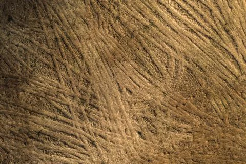 Drone top down view of cut stumps and tire tracks Stock Photos