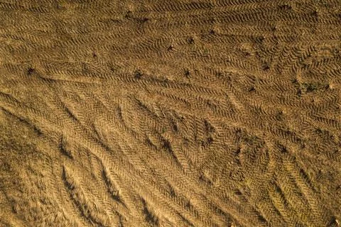 Drone top down view of cut stumps and tire tracks Stock Photos