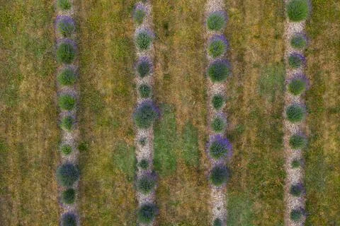 Drone top down view of decorative lavender gardens in lines during summer day Stock Photos