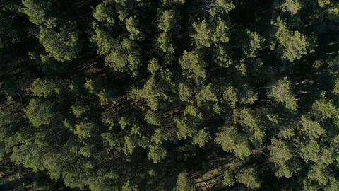 Drone top down view of a forest in Madrid, Spain Stock Footage 111952655