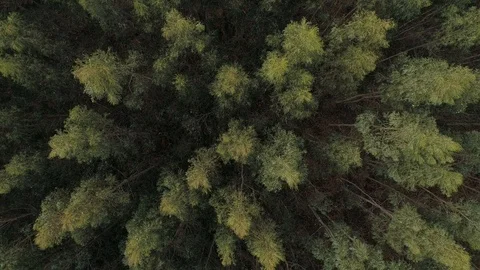 Drone top down view of a forest in Cantabria, Spain (1) Stock Footage 111952780