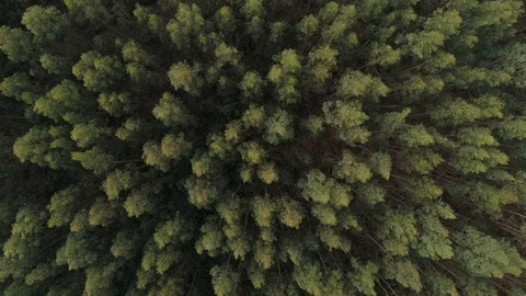 Drone top down view of a forest in Cantabria, Spain (2) Stock Footage 111952783