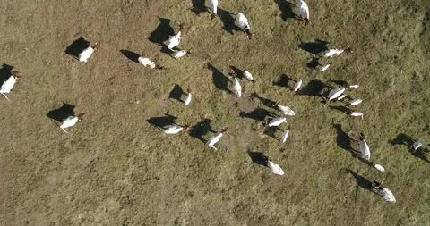 Drone top down view of a herd of cows in a spanish farm (3) Stock Footage 111949124