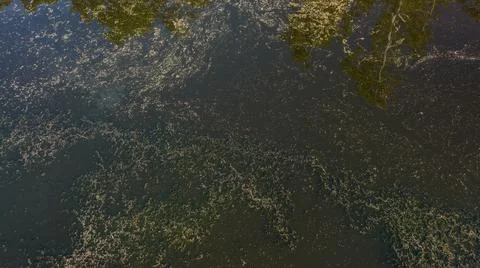 Drone Top Down View Onto Lagoon Algae Stock Photos