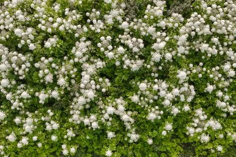 Drone top down view of meadow with sosnowsky's hogweeds Stock Photos