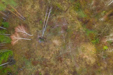 Drone top down view of old logging site in the middle of forest Stock Photos