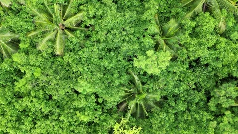 Drone top-down view of palm trees above dense green jungle in Hawaii Stockbeeldmateriaal 347825772