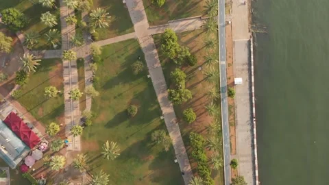 Drone top down view palms by shore with pathways and no people in morning Stock Footage 165447038