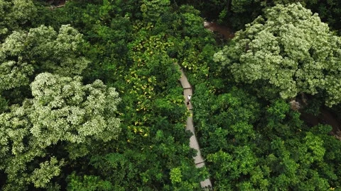 Drone top-down view of park trail on Maui, overhead aerial shot, Hawaii, USA Video stock 172801754
