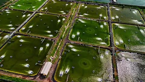 Drone top-down view of rectangular aquaculture basins in a grid, with Stock Footage 326369868